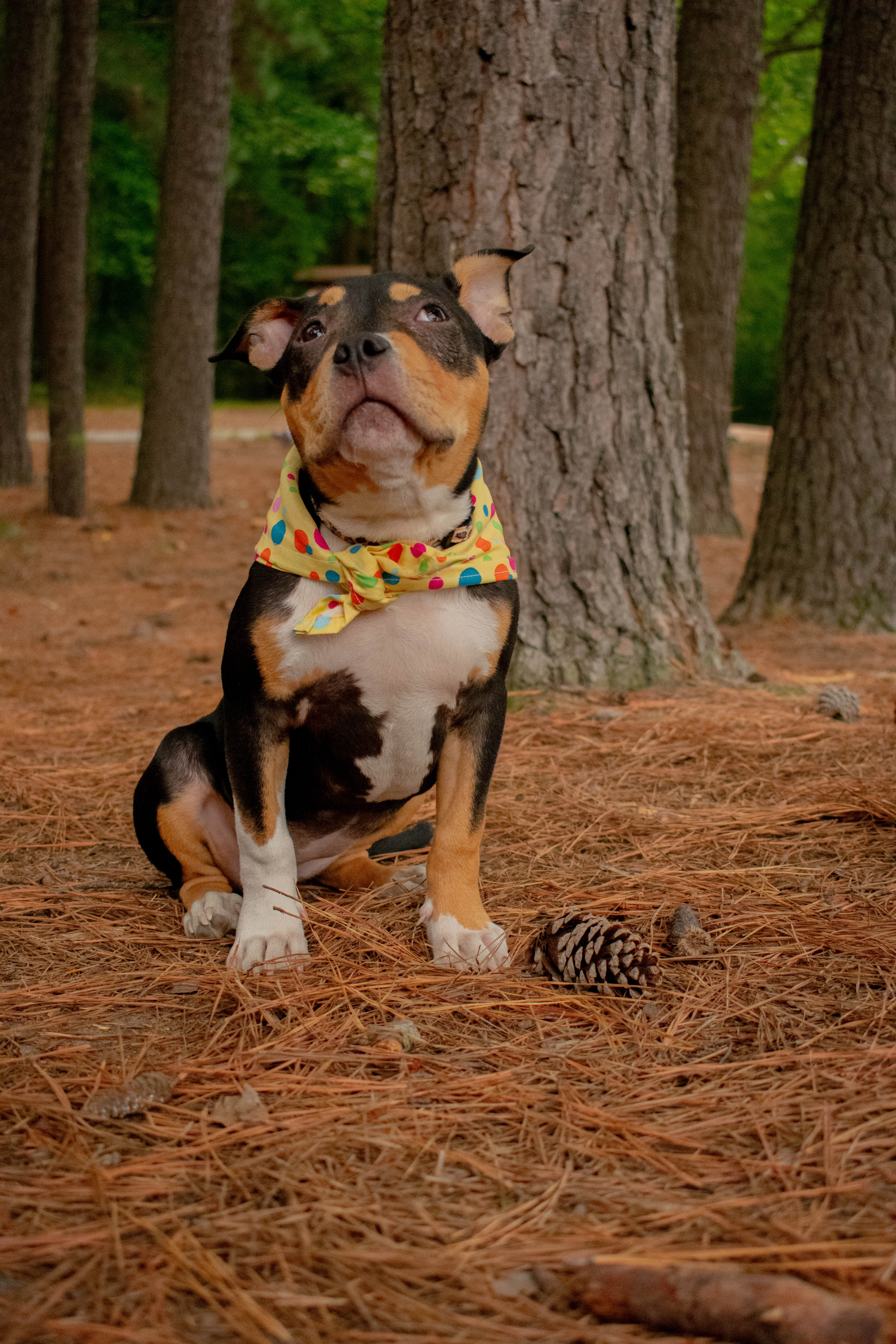 Pets and Companions 1