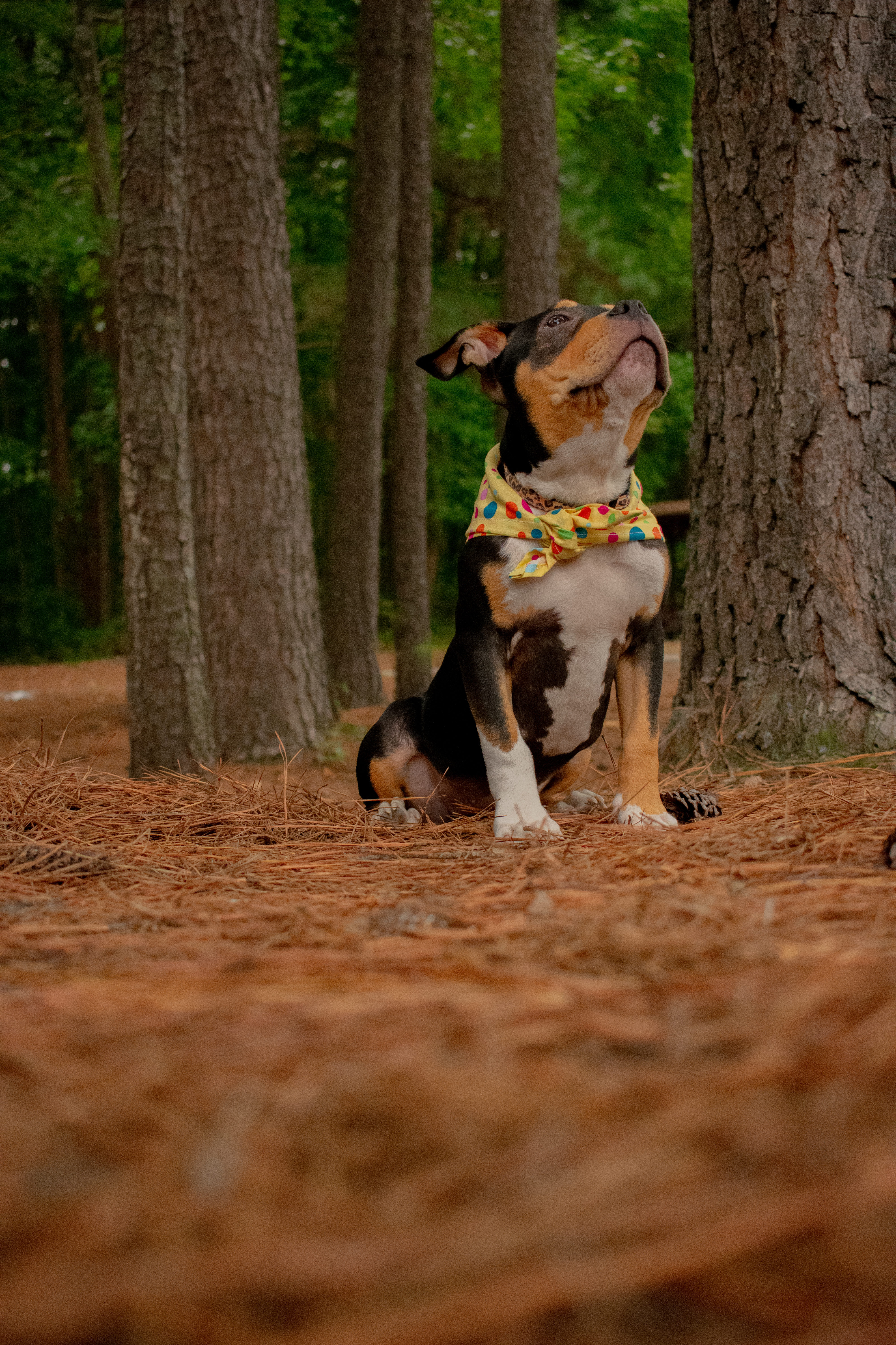 Pets and Companions 1