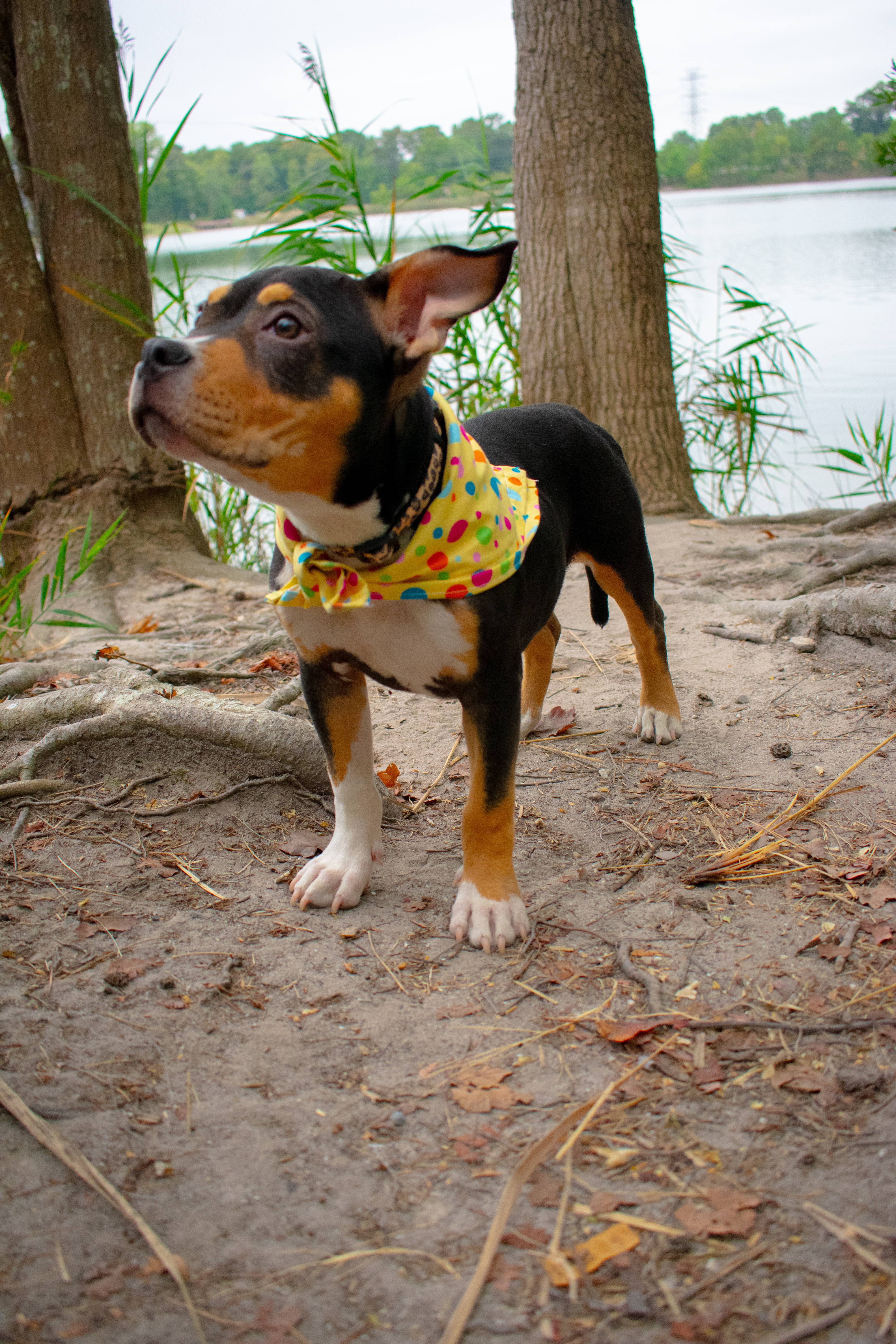 Pets and Companions 1