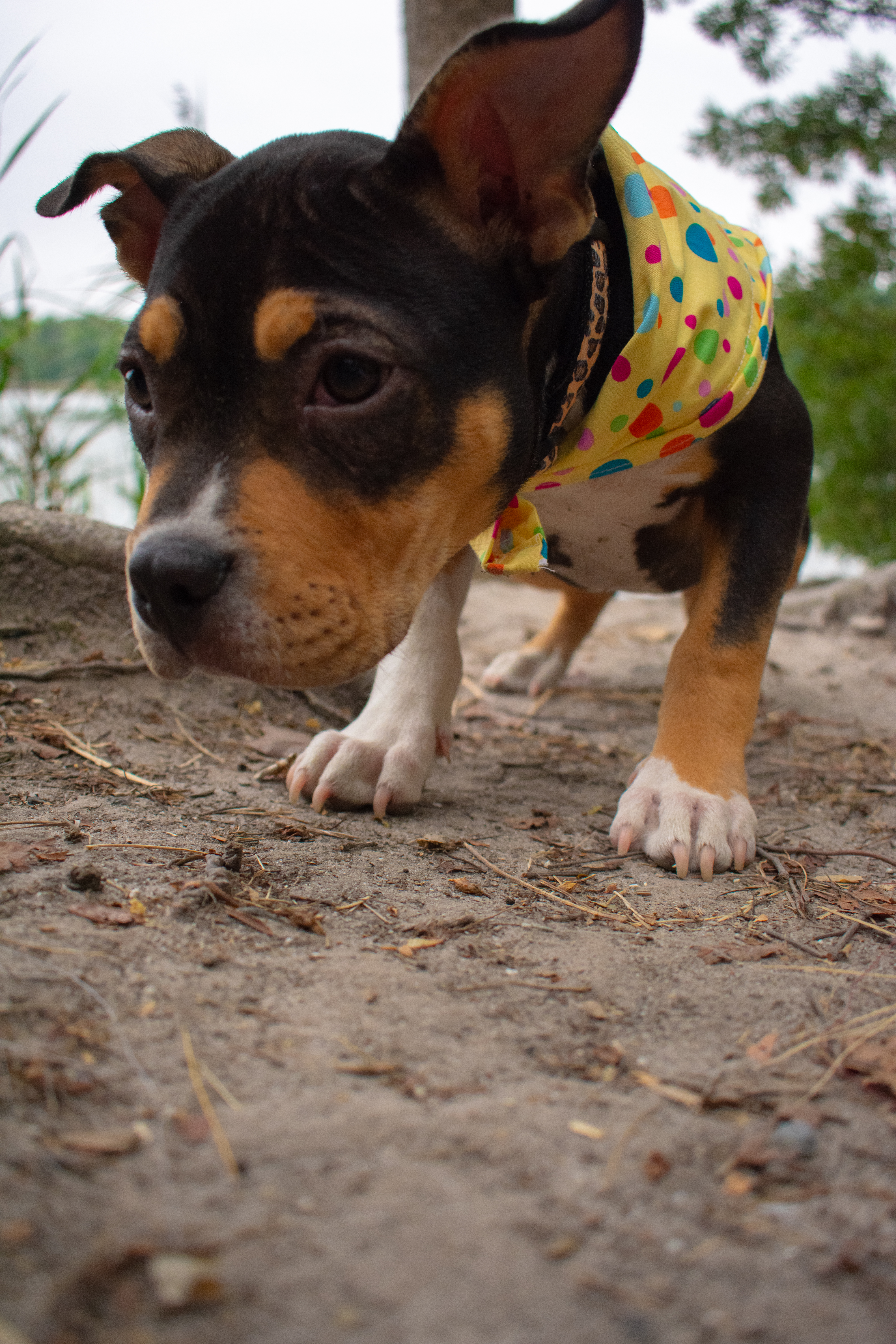 Pets and Companions 1