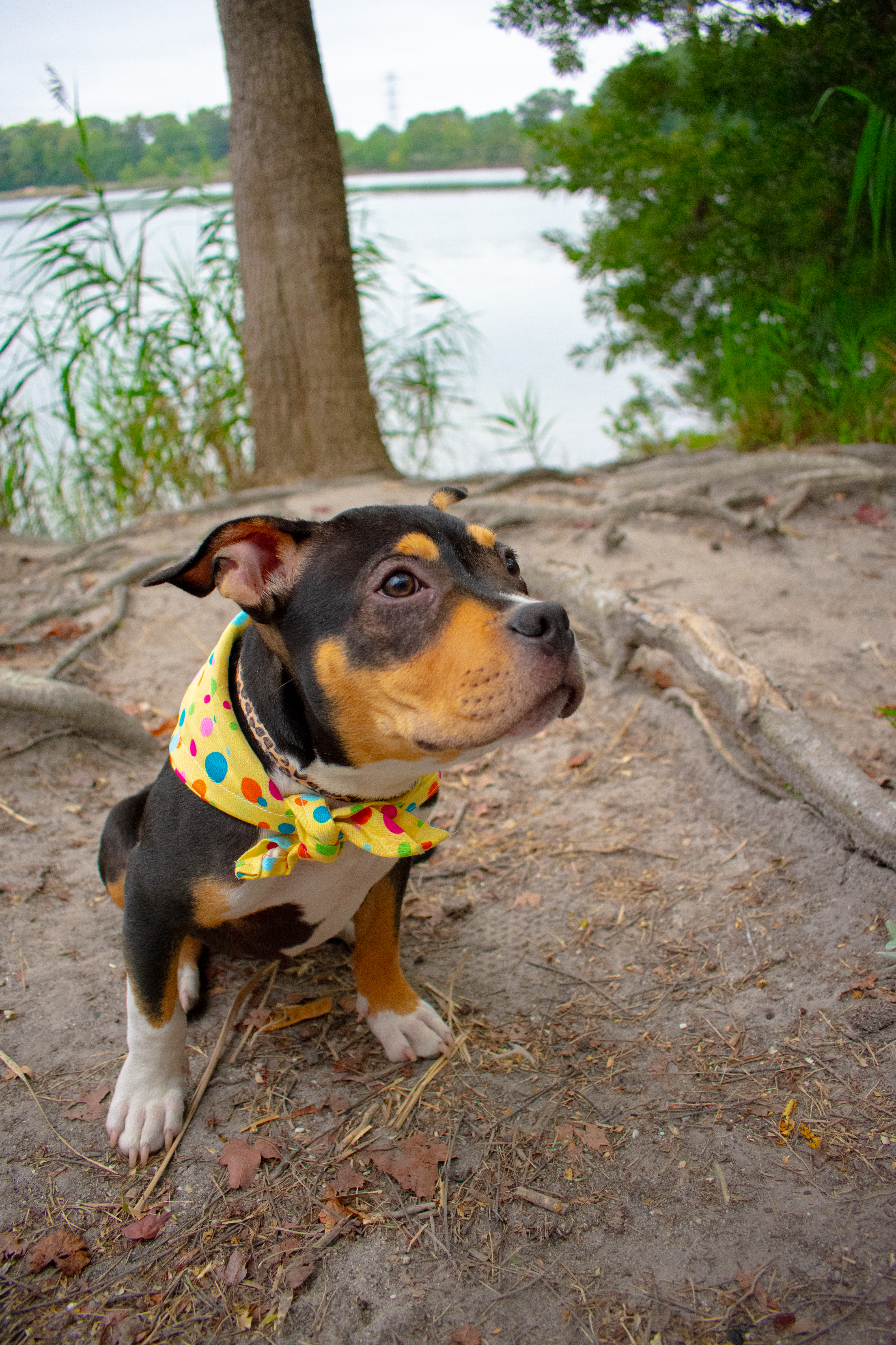 Pets and Companions 1