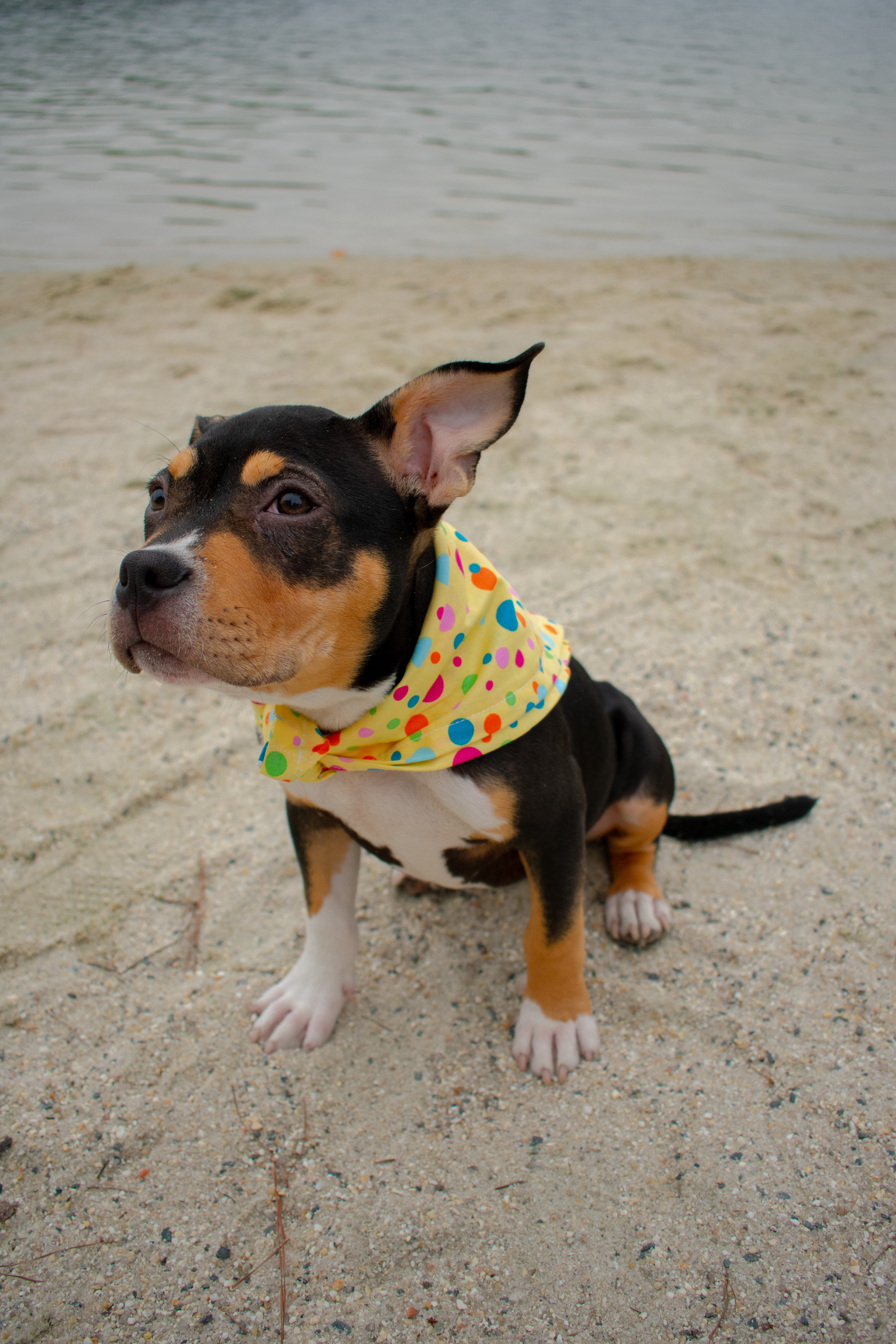 Pets and Companions 1