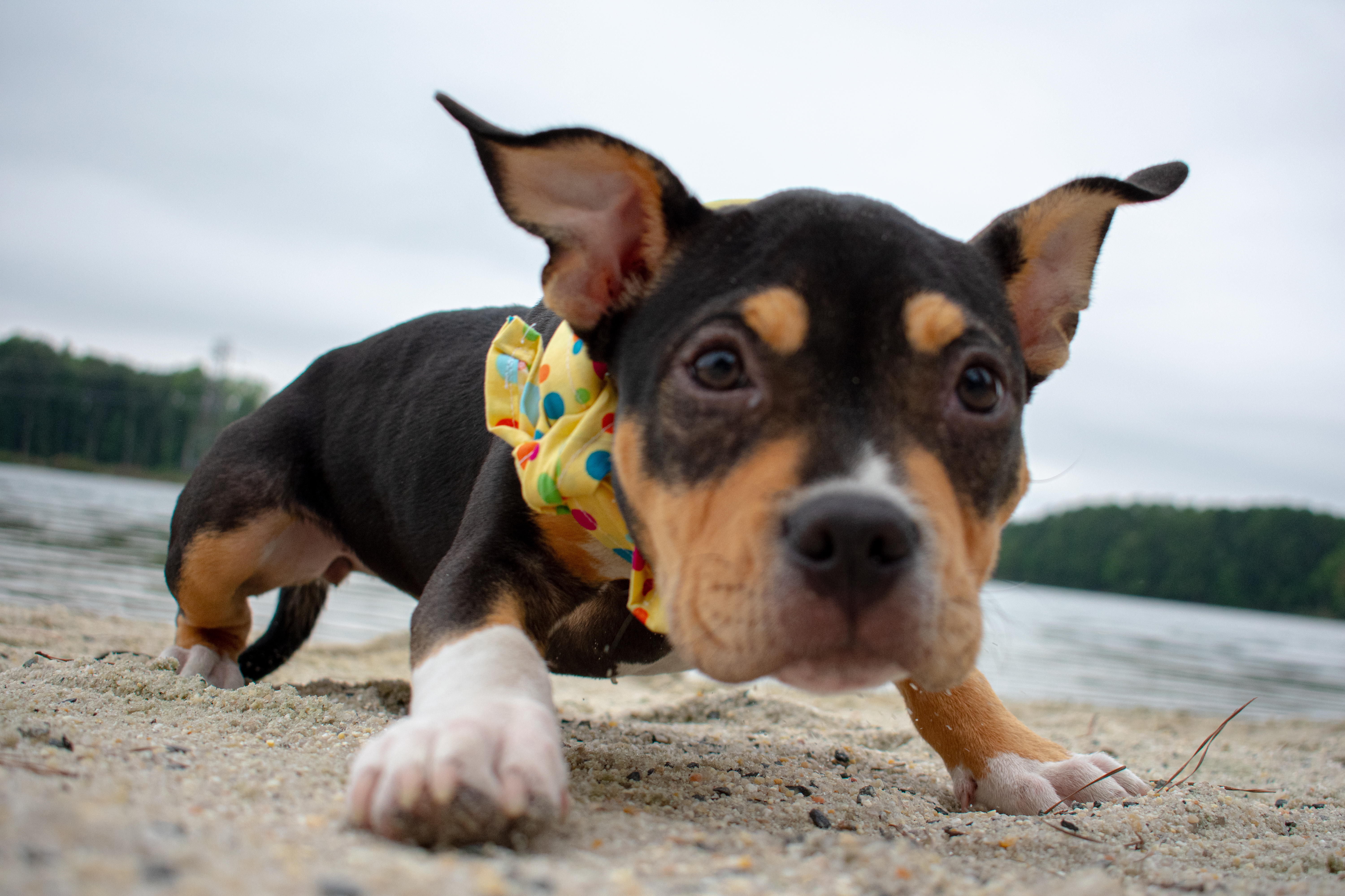 Pets and Companions 1